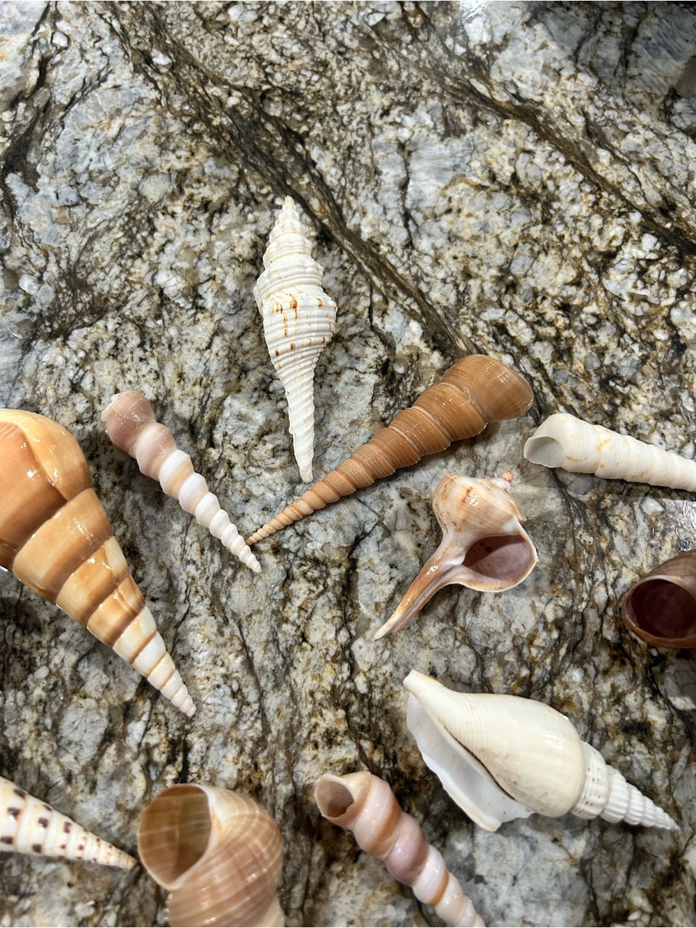 19 unique shells - Picture 6 of 7